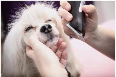 金誠集團寵物產業顧問“養成記” 打造全方位寵物服務生態