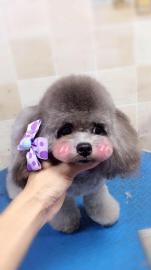 深圳寵物服務(wù)新風(fēng)尚 上門寵物美容，為您的狗狗打造專屬星級(jí)體驗(yàn)